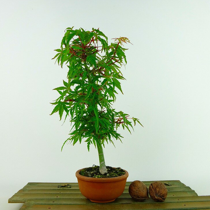 盆栽 紅葉 樹高 約22cm もみじ Acer palmatum モミジ カエデ科 落葉樹 観賞用 現品