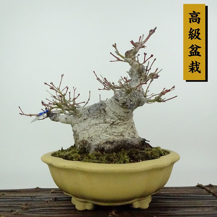 楽天市場】天然木(盆栽|花・観葉植物):花・ガーデン・DIYの通販 楽天市場】天然木(盆栽|花・観葉植物):花・ガーデン・DIYの通販