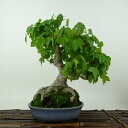 盆栽 楓 樹高 約20cm かえで Acer カエデ 紅葉 カエデ科 落葉樹 観賞用 小品 現品
