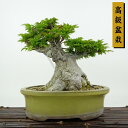 盆栽 紅葉 獅子頭 樹高 23cm もみじ 高級盆栽 Acer palmatum モミジ シシガシラ カエデ科 落葉樹 観賞用 現品
