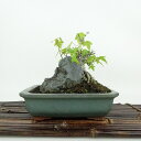 盆栽 楓 樹高 約12cm かえで Acer カエデ 紅葉 石付 カエデ科 落葉樹 観賞用 小品 現品 送料無料