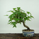 盆栽 紅葉 樹高 約19cm もみじ Acer palmatum モミジ カエデ科 落葉樹 観賞用 小品 現品 送料無料