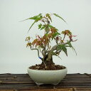 盆栽 紅葉 樹高 約16cm もみじ Acer palmatum モミジ カエデ科 落葉樹 観賞用 小品 現品 送料無料