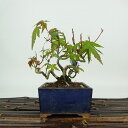 盆栽 紅葉 樹高 約11cm もみじ Acer palmatum モミジ カエデ科 落葉樹 観賞用 小品 現品 送料無料