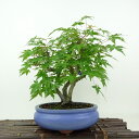 盆栽 紅葉 樹高 約25cm もみじ Acer palmatum モミジ カエデ科 落葉樹 観賞用 現品 送料無料