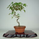 ~ gt  31cm ݂ Acer palmatum ~W JGf t Ϗܗp i