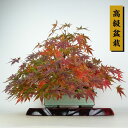 盆栽 紅葉 樹高 上下 約30cm もみじ 高級盆栽 Acer palmatum モミジ カエデ科 落葉樹 観賞用 現品