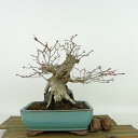 ~ gt  17cm ݂ Acer palmatum ~W Εt JGf t Ϗܗp i i