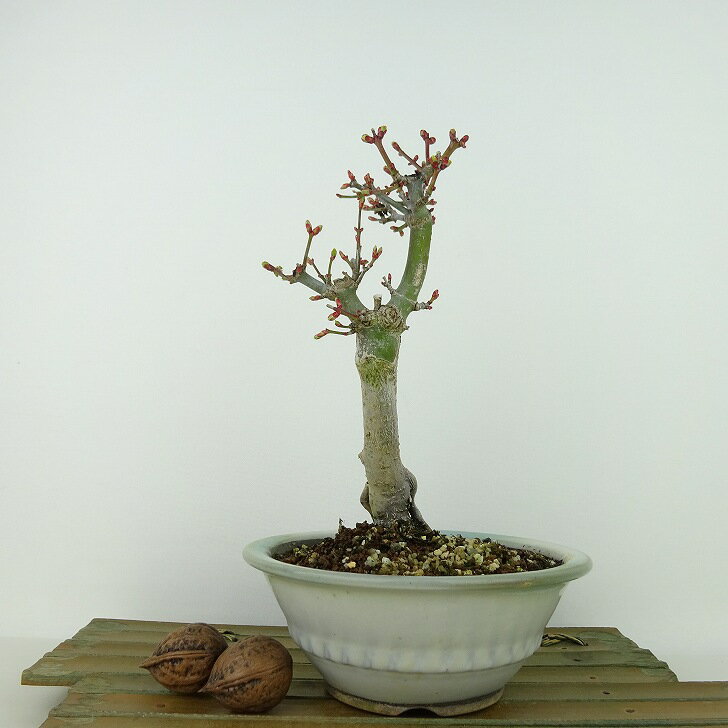 ~ gt q  18cm ݂ Acer palmatum ~W VVKV JGf t Ϗܗp i i 