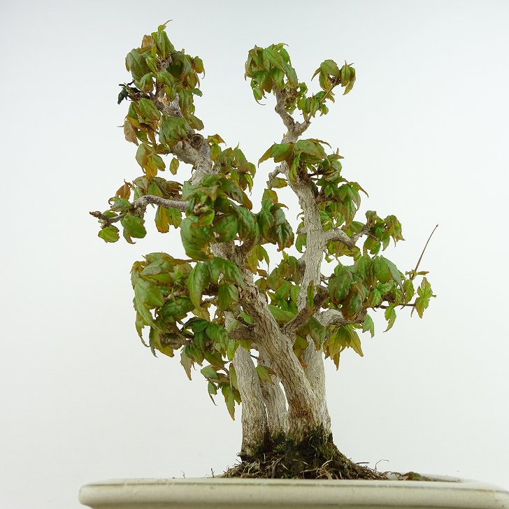 盆栽 楓 樹高 約26cm かえで Acer ...の紹介画像2