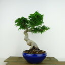 盆栽 紅葉 獅子頭 樹高 約20cm もみじ Acer palmatum モミジ シシガシラ カエデ科 落葉樹 観賞用 小品 現品