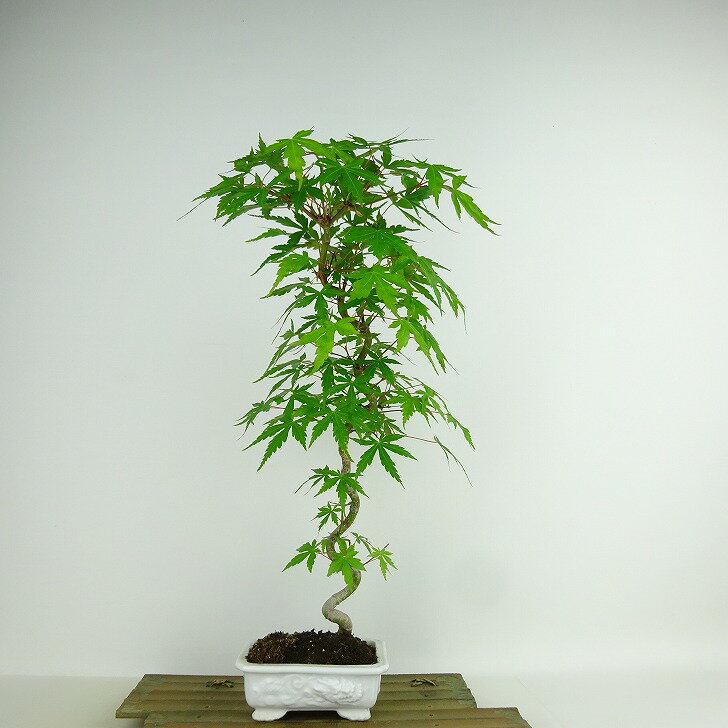 盆栽 紅葉 樹高 約40cm もみじ Acer palmatum モミジ カエデ科 落葉樹 観賞用 現品 送料無料