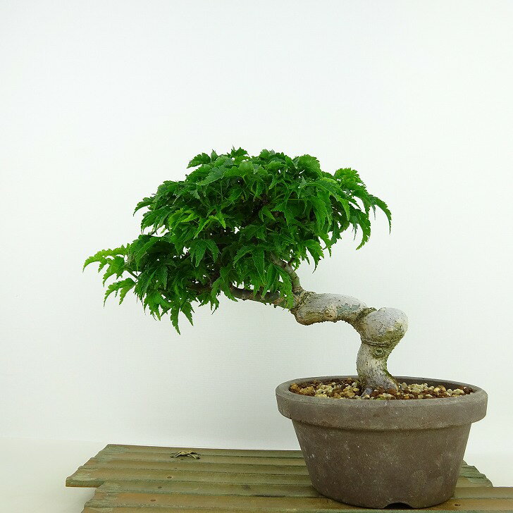 盆栽 紅葉 獅子頭 樹高 約16cm もみじ Acer palmatum モミジ エデ科 落葉樹 観賞用 小品 現品 送料無料