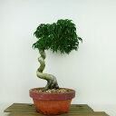 盆栽 紅葉 獅子頭 樹高 約25cm もみじ Acer palmatum モミジ シシガシラ カエデ科 落葉樹 観賞用 現品
