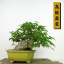 盆栽 紅葉 樹高 約16cm もみじ 高級盆栽 Acer palmatum モミジ カエデ科 落葉樹 観賞用 小品 現品