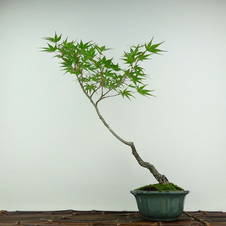 盆栽 紅葉 荒皮 樹高 約38cm もみじ Acer palmatum モミジ カエデ科 落葉樹 観 ...