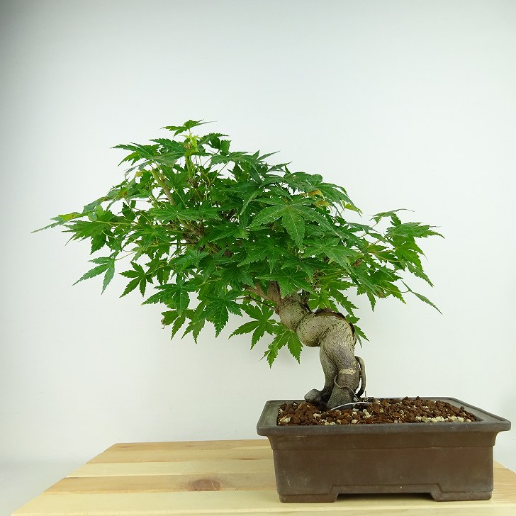 楽天市場】コシアブラ(盆栽|花・観葉植物):花・ガーデン 楽天市場】コシアブラ(盆栽|花・観葉植物):花・ガーデン