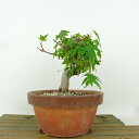 盆栽 紅葉 樹高 約13cm もみじ Acer palmatum モミジ カエデ科 落葉樹 観賞用 小品 現品