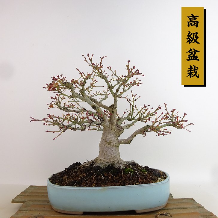 楽天市場】ガジュマル 沖縄(盆栽|花・観葉植物):花 楽天市場】ガジュマル 沖縄(盆栽|花・観葉植物):花