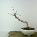 盆栽 紅葉 樹高 約19cm もみじ Acer palmatum モミジ カエデ科 落葉樹 観賞用 小品 現品 送料無料