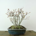 盆栽 紅葉 樹高 約13cm もみじ Acer palmatum モミジ カエデ科 落葉樹 観賞用 小品 現品 送料無料