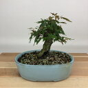盆栽 紅葉 樹高 約12cm もみじ Acer palmatum モミジ カエデ科 落葉樹 観賞用 小品 現品 送料無料