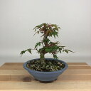 盆栽 紅葉 樹高 約15cm もみじ Acer palmatum モミジ カエデ科 落葉樹 観賞用 小品 現品 送料無料