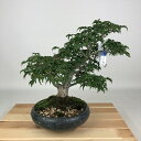 盆栽 紅葉 獅子頭 樹高 約25cm もみじ Acer palmatum モミジ シシガシラ カエデ科 落葉樹 観賞用 現品