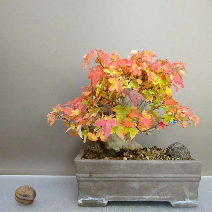 盆栽 楓 樹高 約17cm かえで Acer カエデ 紅葉 カエデ科 落葉樹 鑑賞用 観賞用 小品 現品