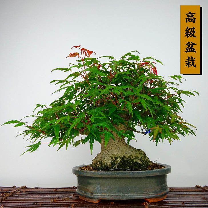 盆栽 紅葉 樹高 約21cm もみじ 高級盆栽 Acer palmatum モミジ カエデ科 落葉樹 観賞用 現品 送料無料