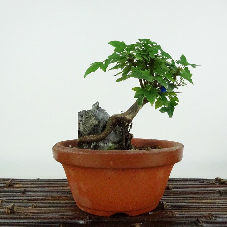 盆栽 楓 樹高 約11cm かえで Acer カエデ 紅葉 石付き カエデ科 落葉樹 観賞用 小品 現品