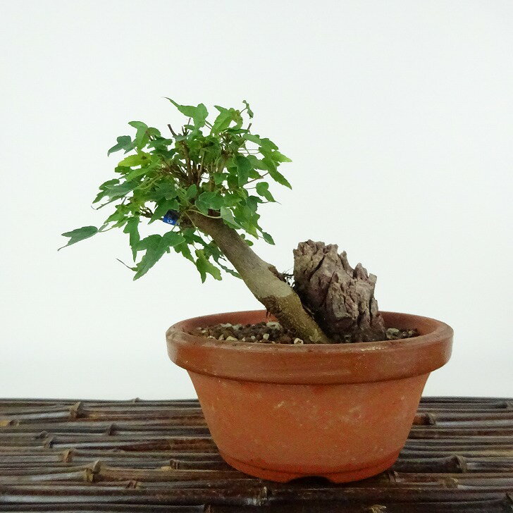楽天市場】寄せ植え(種類(植物)カエデ)(盆栽|花・観葉植物 楽天市場】寄せ植え(種類(植物)カエデ)(盆栽|花・観葉植物