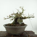 ~ gt  17cm ݂ Acer palmatum ~W Εt JGf t Ϗܗp i i