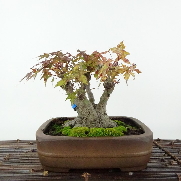 盆栽 紅葉 樹高 約12cm もみじ Acer palmatum モミジ カエデ科 落葉樹 観賞用 小品 現品