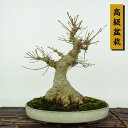 ~ gt  27cm ݂ ~ Acer palmatum ~W JGf t Ϗܗp i