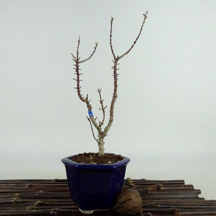 盆栽 紅葉 琴姫 樹高 約20cm もみじ Acer palmatum モミジ カエデ科 落葉樹 観賞用 小品 現品