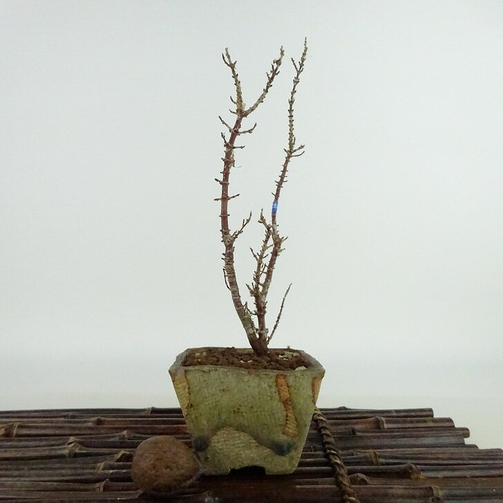 盆栽 紅葉 琴姫 樹高 約20cm もみじ Acer palmatum モミジ カエデ科 落葉樹 観賞用 小品 現品