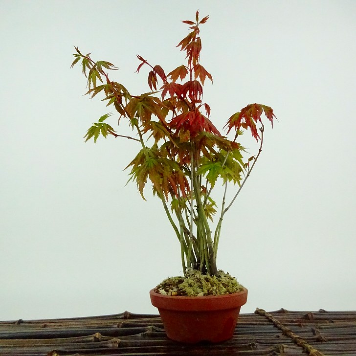 盆栽 紅葉 樹高 約21cm もみじ Acer palmatum モミジ 実生 カエデ科 落葉樹 観賞用 現品