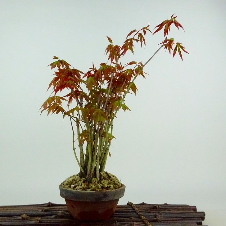 盆栽 紅葉 樹高 約21cm もみじ Acer palmatum モミジ 実生 カエデ科 落葉樹 観賞用 現品