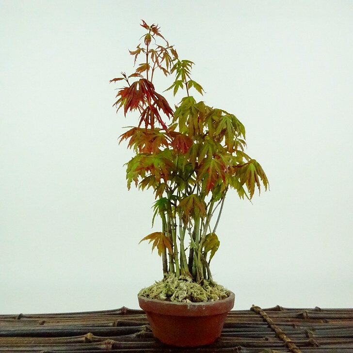 盆栽 紅葉 樹高 約20cm もみじ Acer palmatum モミジ 実生 カエデ科 落葉樹 観賞用 小品 現品