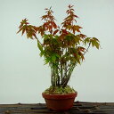 盆栽 紅葉 樹高 約20cm もみじ Acer palmatum モミジ 実生 カエデ科 落葉樹 観賞用 小品 現品