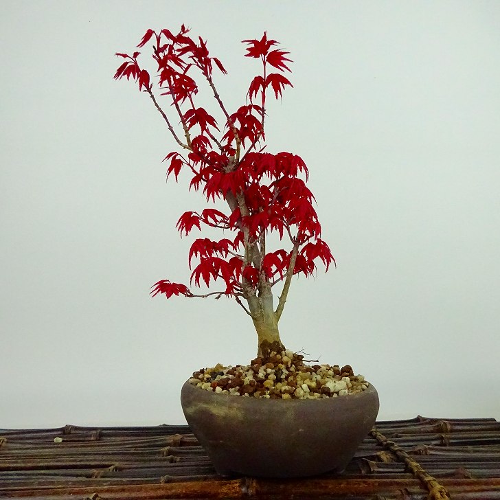 盆栽 紅葉 出猩々 樹高 約18cm もみじ Acer palmatum モミジ カエデ科 落葉樹 観賞用 小品 現品 1