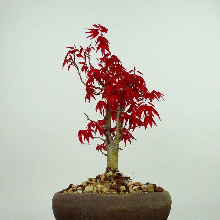 盆栽 紅葉 出猩々 樹高 約18cm もみじ Acer palmatum モミジ カエデ科 落葉樹 観賞用 小品 現品 2