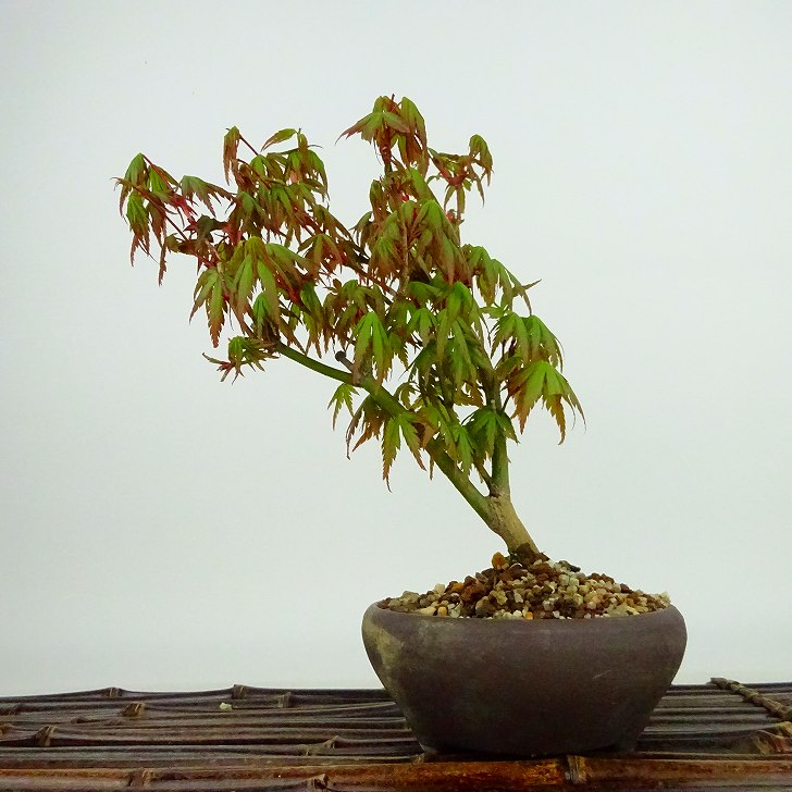 盆栽 紅葉 樹高 約21cm もみじ Acer palmatum モミジ カエデ科 落葉樹 観賞用 現品