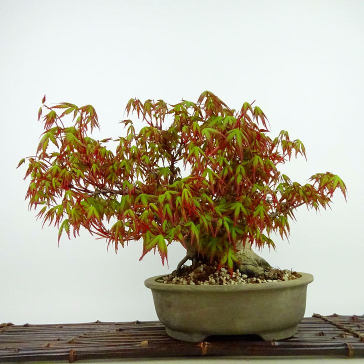 ߺ   19cm ߤ Acer palmatum ߥ ǲ ռ Ѿ  