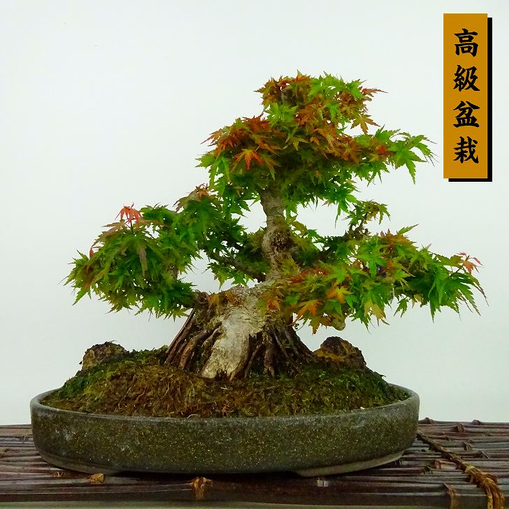 盆栽 紅葉 琴姫 樹高 約23cm もみじ 高級盆栽 Acer palmatum モミジ カエデ科 落葉樹 観賞用 現品