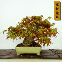 ~ gt  21cm ݂ ~ Acer palmatum ~W JGf t Ϗܗp i