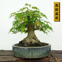 盆栽 紅葉 樹高 約18cm もみじ 高級盆栽 Acer palmatum モミジ カエデ科 落葉樹 観賞用 小品 現品