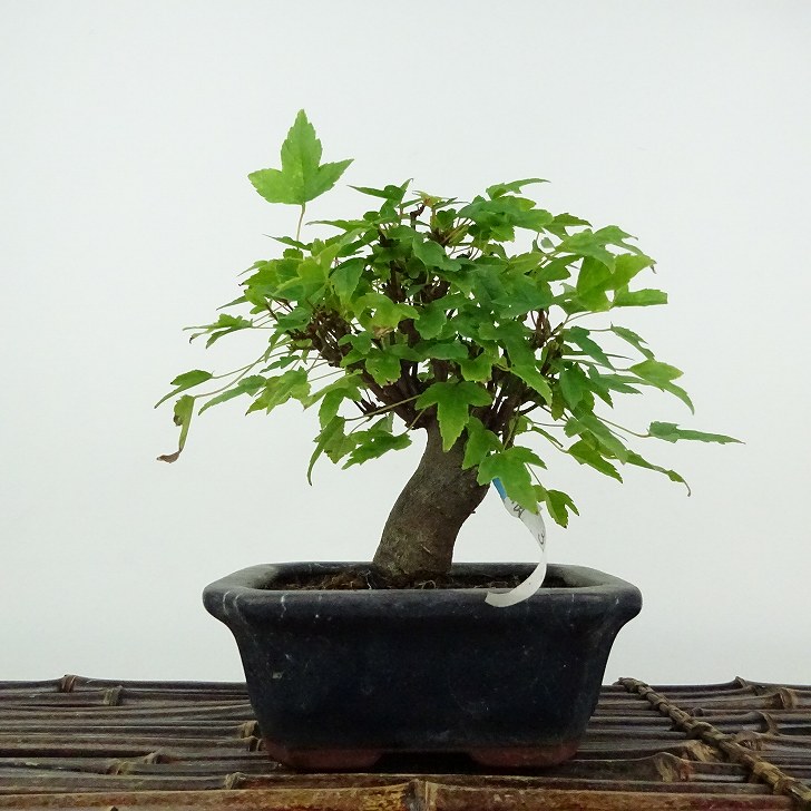 盆栽 楓 樹高 約13cm かえで Acer カエデ 紅葉 カエデ科 落葉樹 鑑賞用 観賞用 小品 現品