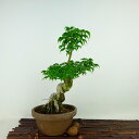 盆栽 紅葉 獅子頭 樹高 約25cm もみじ Acer palmatum モミジ カエデ科 落葉樹 観賞用 現品 送料無料